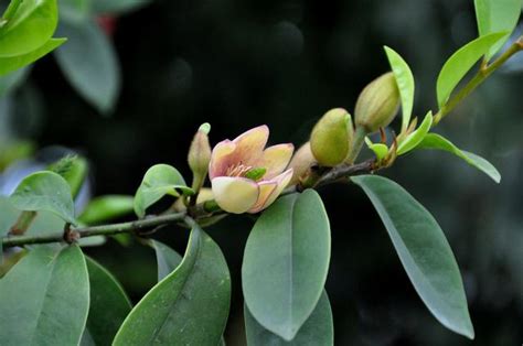 含笑種植|都說含笑花很美，正確種植技巧你會嗎？含笑開花真不錯！